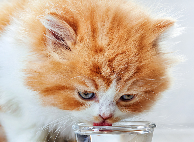 水素水はペットの健康にも効果的！ペット用水素水を徹底比較！