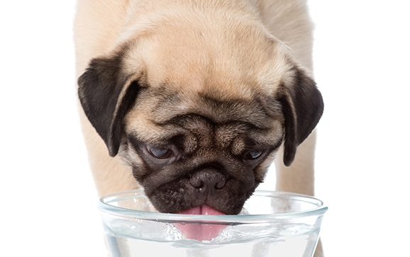 水素水で大切なペットの健康をサポート！ペット用水素水のイチオシはこれ！